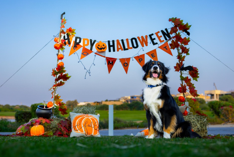 Pet-friendly Halloween dubai